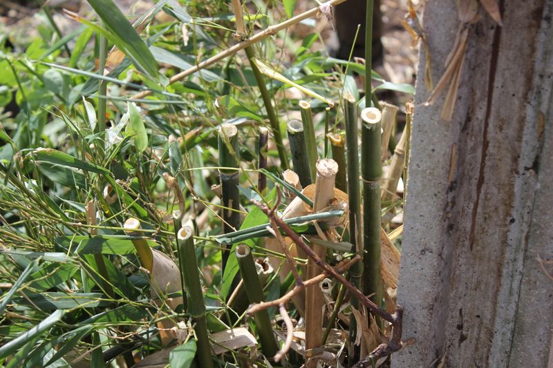 Bamboo Removal Specialist Bamboo Removal Services